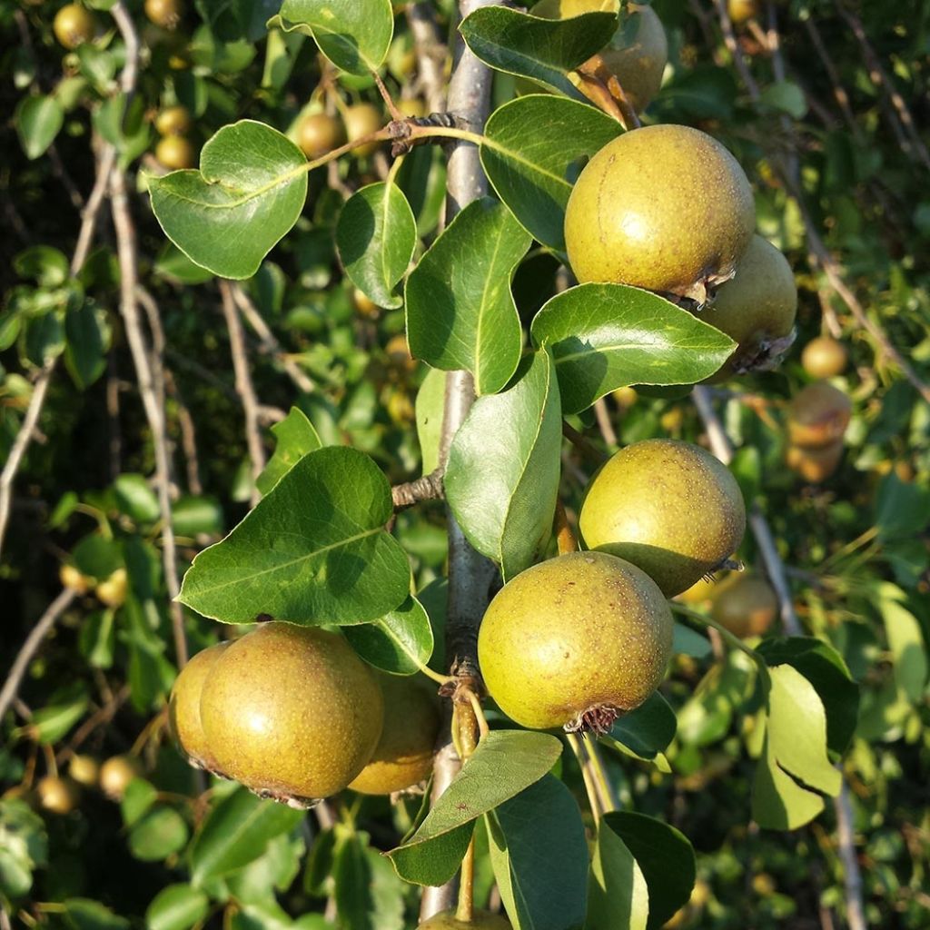 Pyrus pyraster - Poirier sauvage