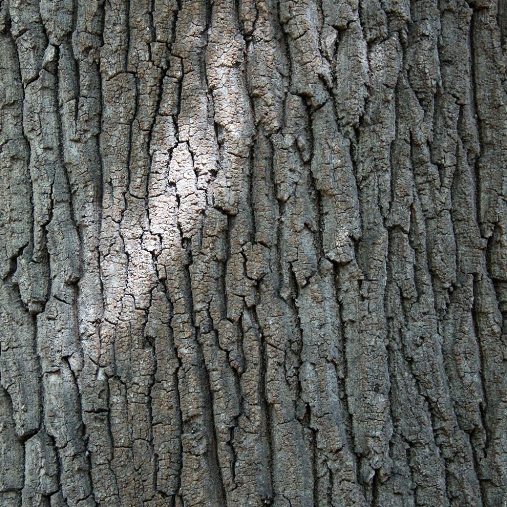 Quercus cerris - Chêne chevelu ou Chêne lombard