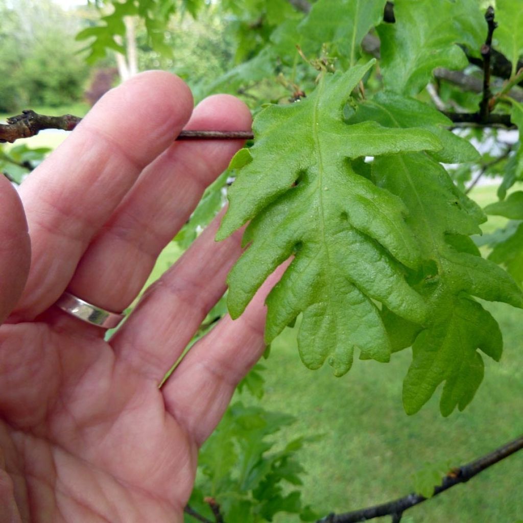 Quercus cerris - Chêne chevelu ou Chêne lombard