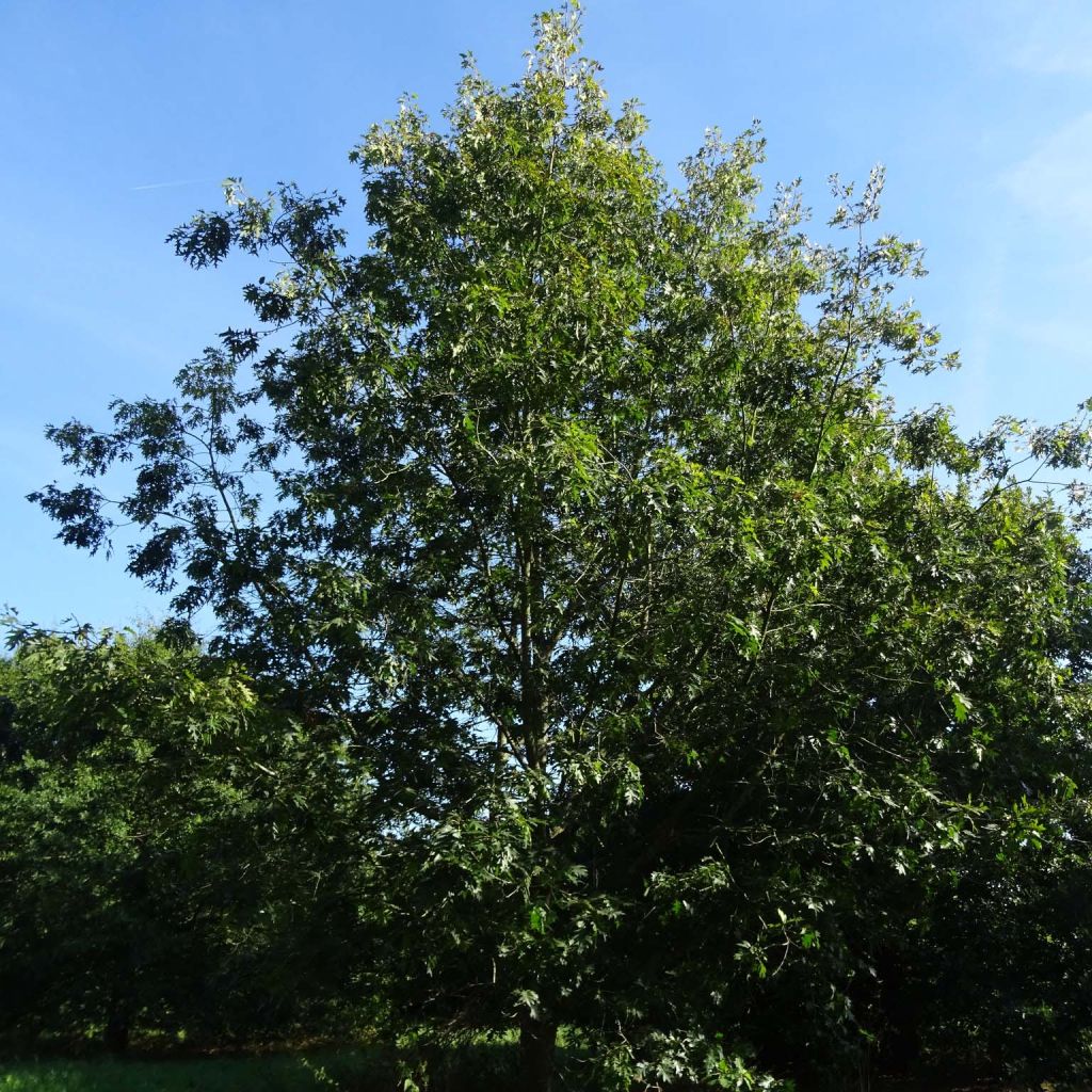 Chêne écarlate - Quercus coccinea Splendens
