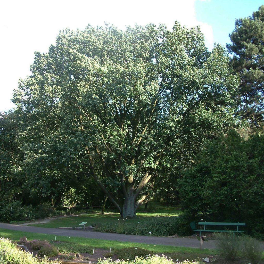 Chêne de Hongrie - Quercus frainetto