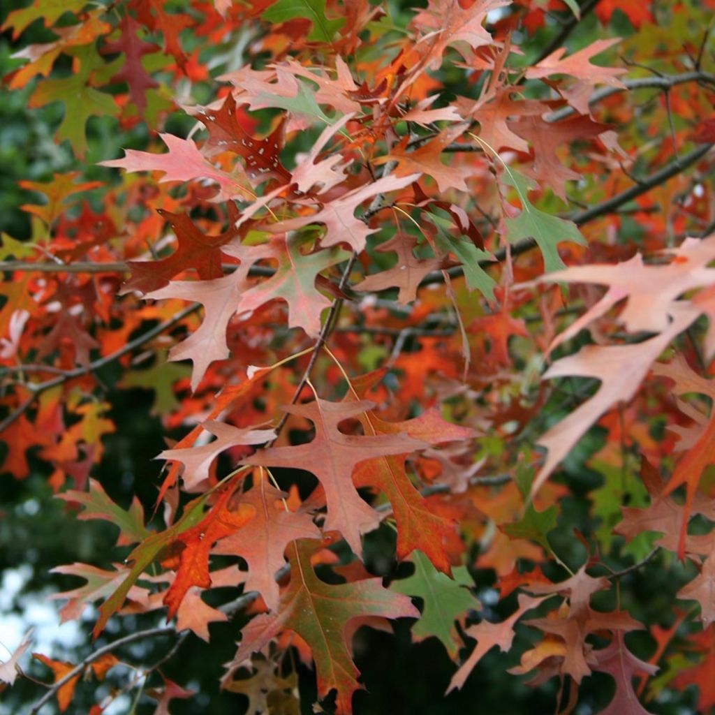 Chêne des marais nain - Quercus palustris Isabel