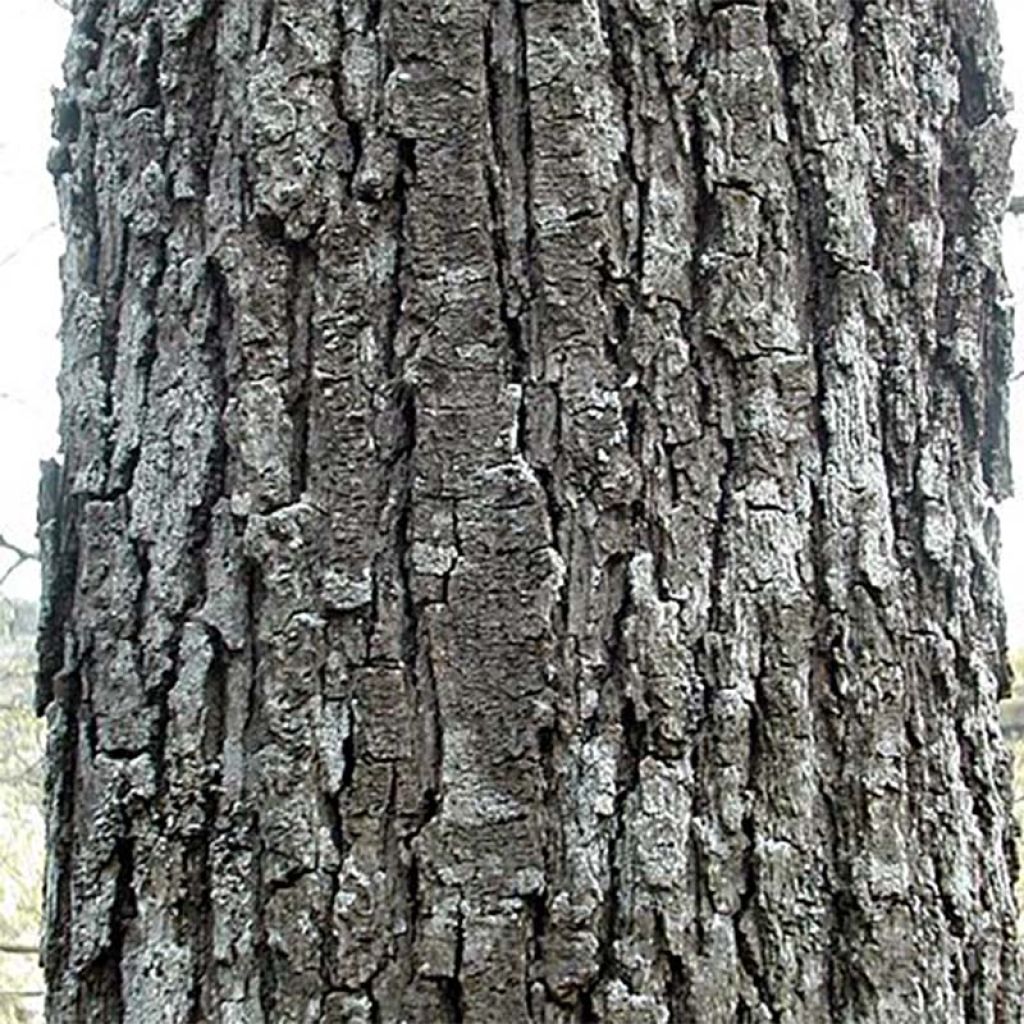 Chêne rouvre - Quercus petraea