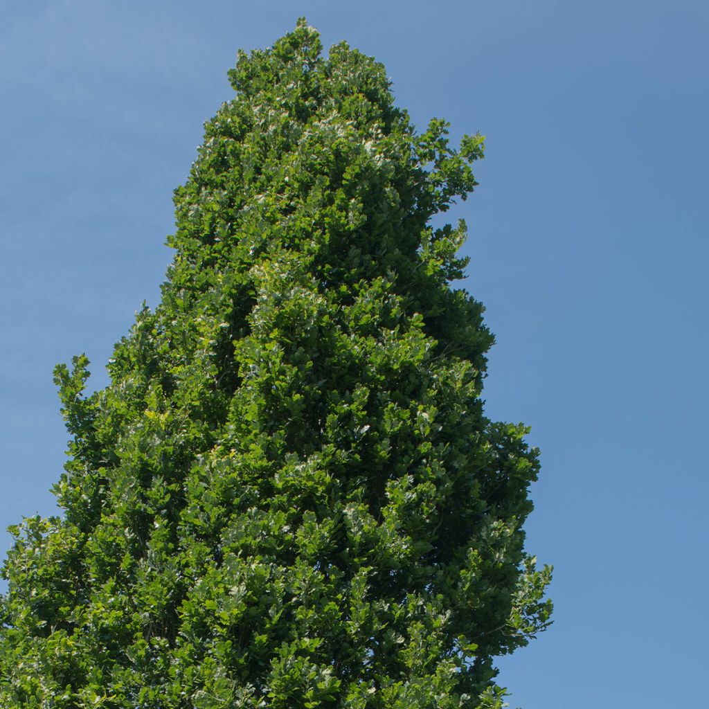 Quercus robur Fastigiata Koster - Chêne pédonculé fastigié