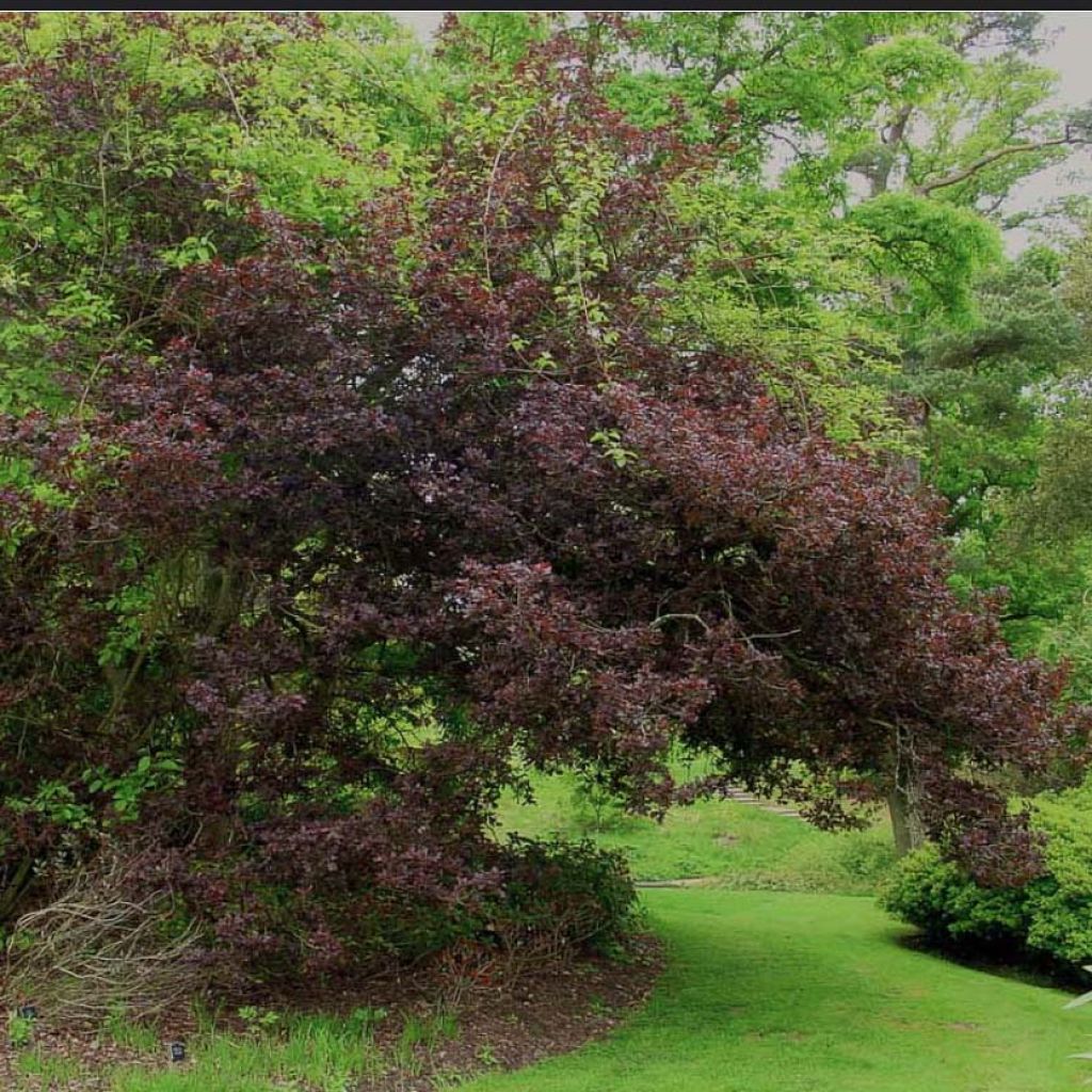Chêne pourpre - Quercus robur Purpurascens