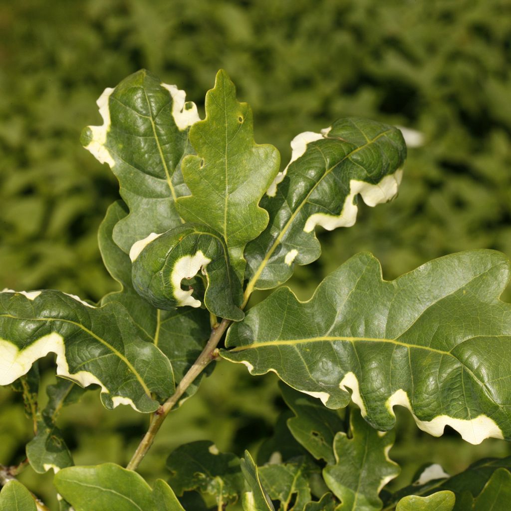 Chêne pédonculé - Quercus robur Variegata