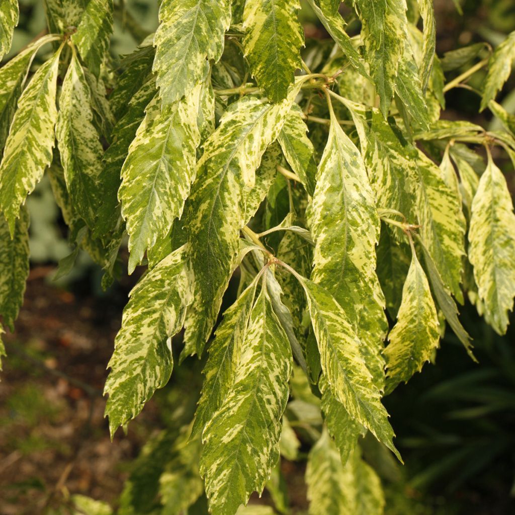 Chêne denté - Quercus serrata Ishii