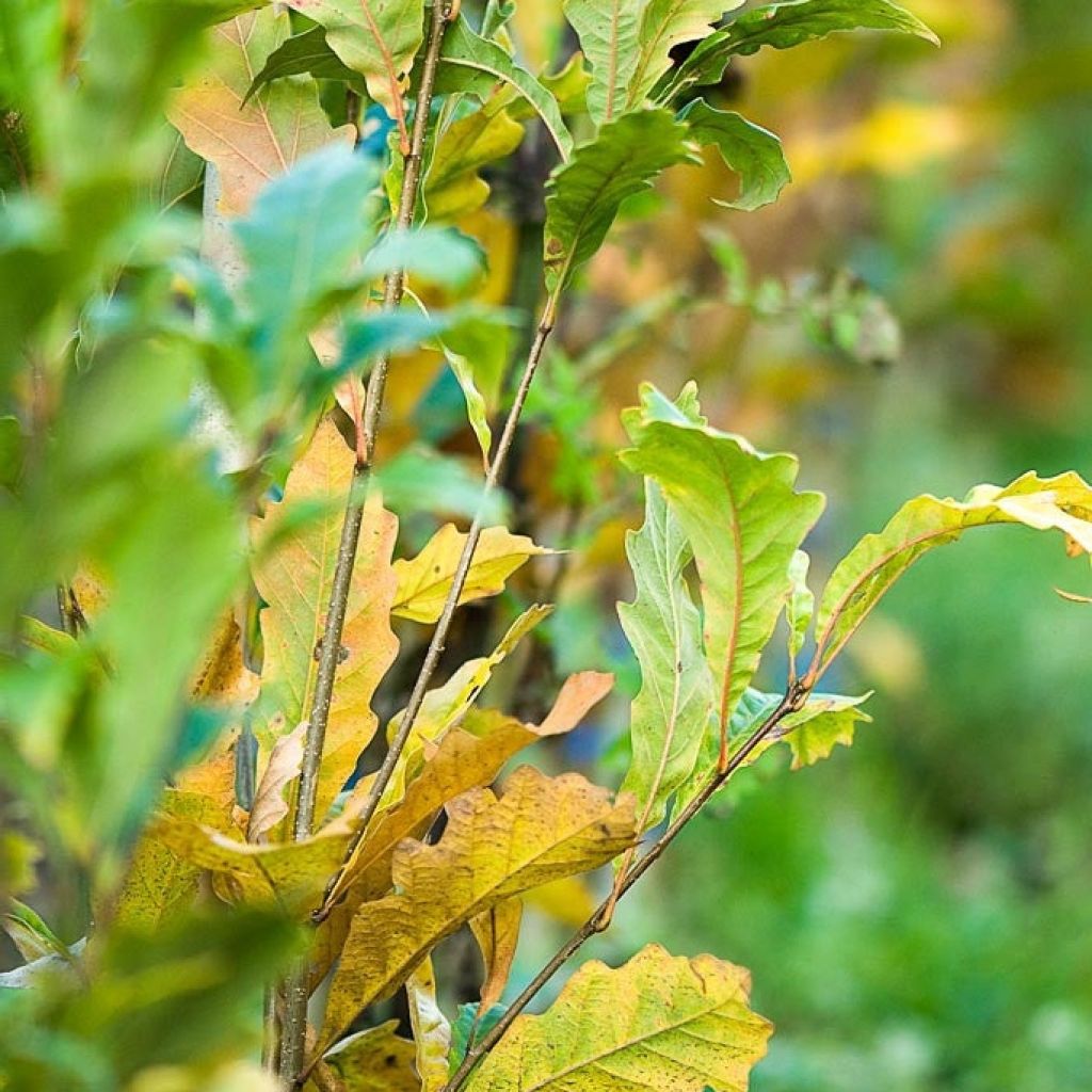 Quercus (x) warei Windcandle - Chêne hybride