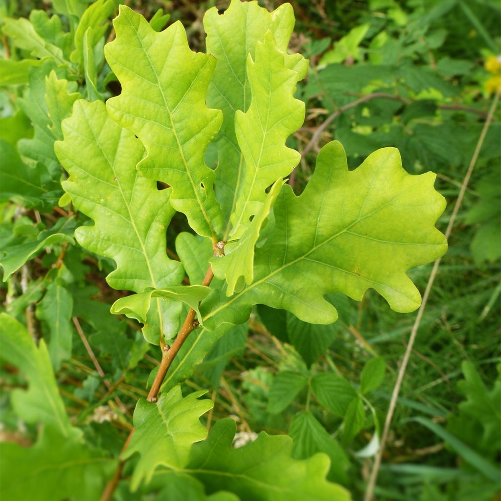 Quercus (x) warei Windcandle - Chêne hybride