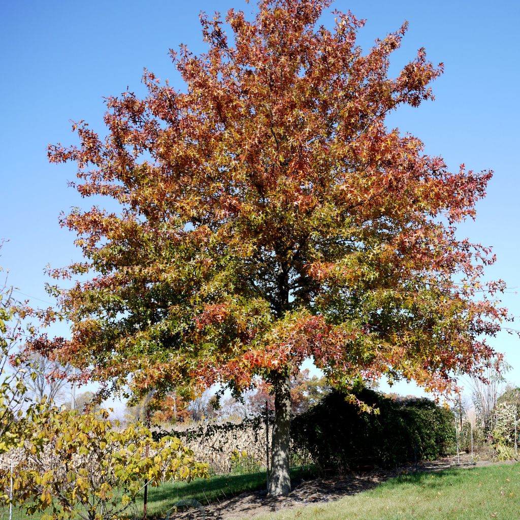 Chêne des marais, Chêne épingle - Quercus palustris
