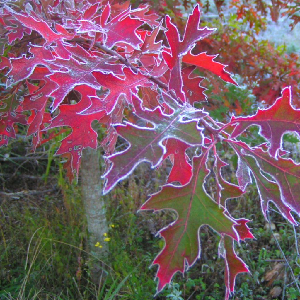 Chêne des marais, Chêne épingle - Quercus palustris