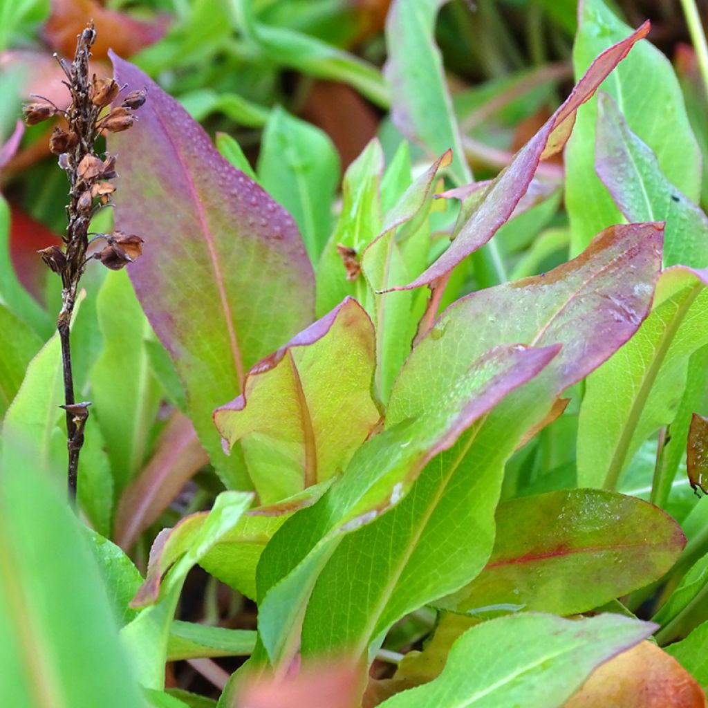 Renouée - Persicaria affinis Kabouter