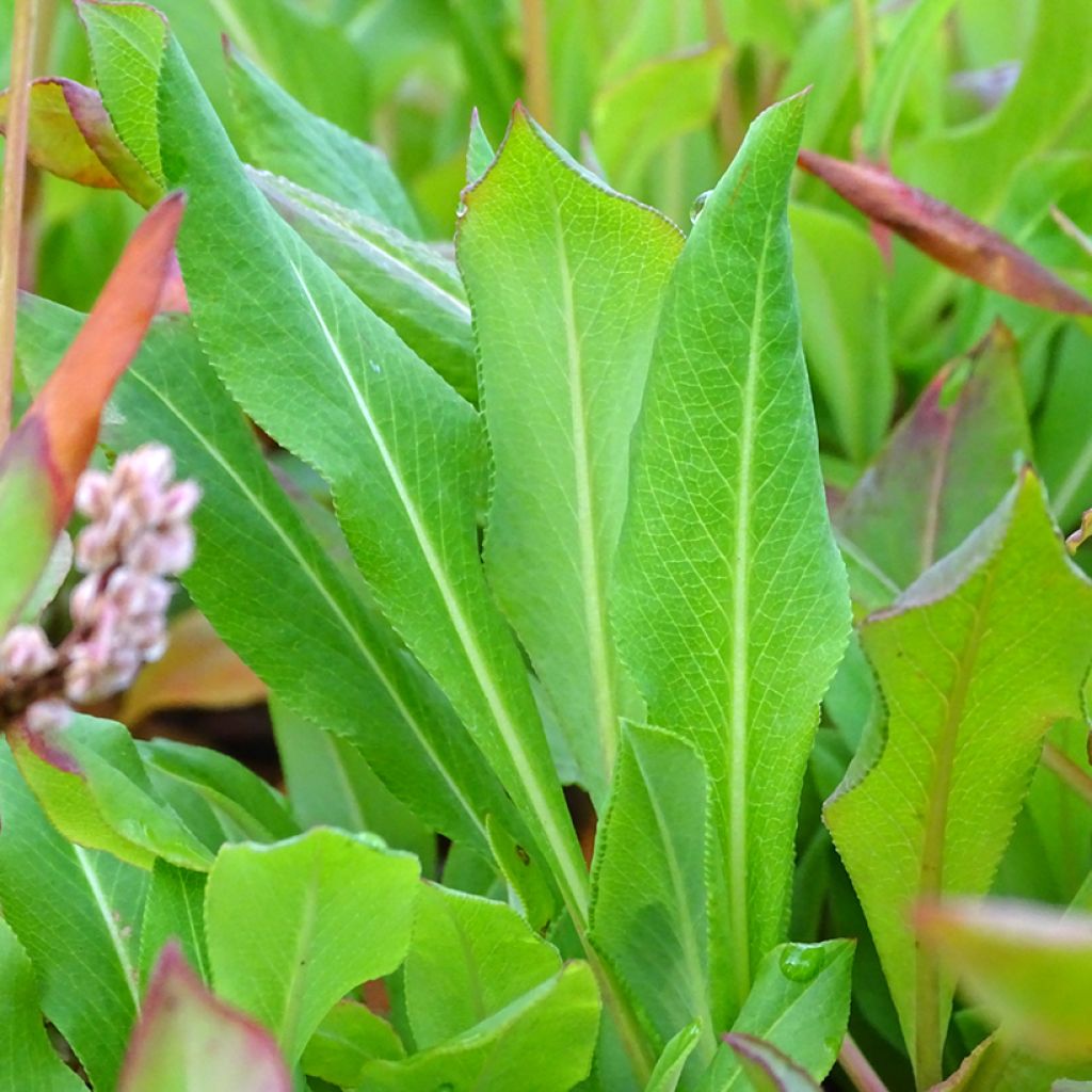 Renouée - Persicaria affinis Kabouter