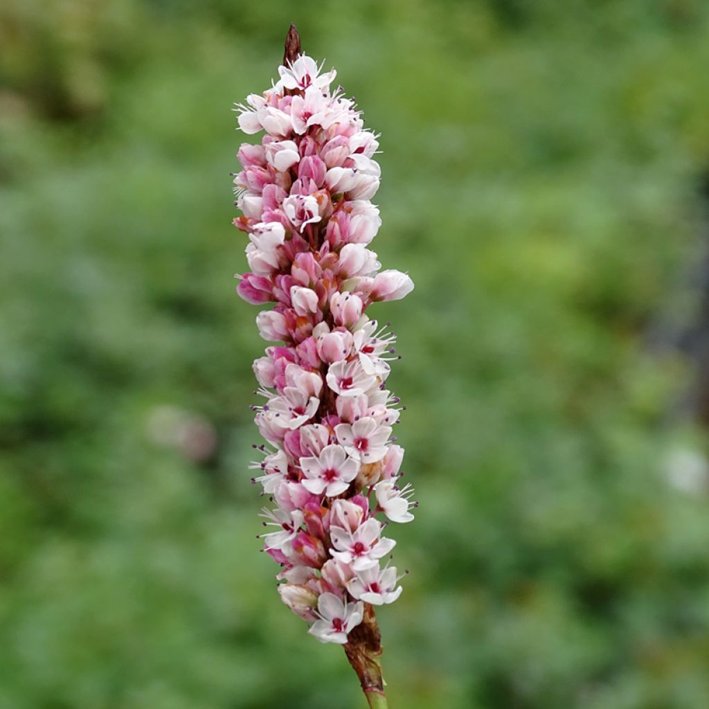 Renouée - Persicaria affinis Donald Lowndes