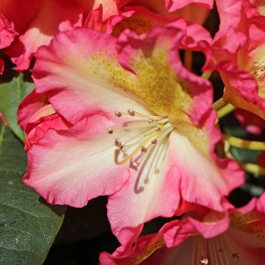 Rhododendron hybride Raphaela