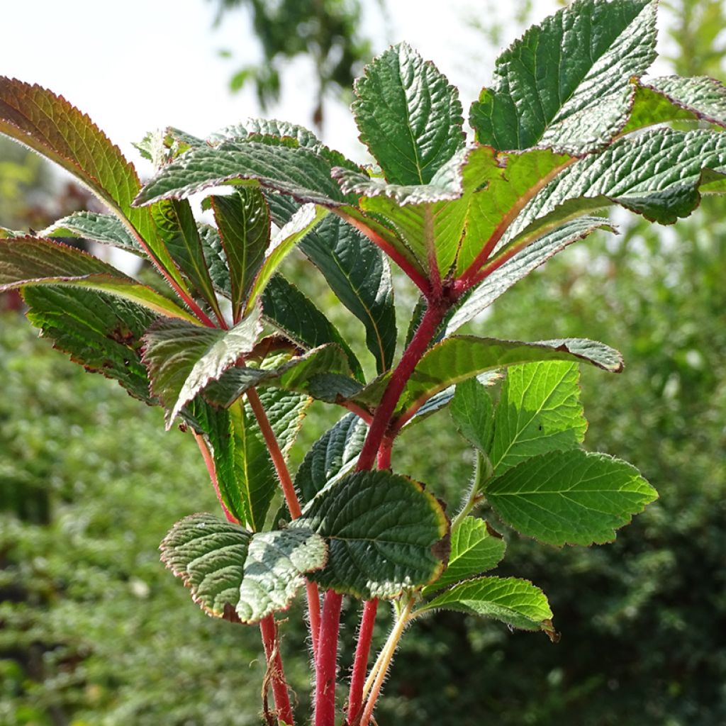 Rodgersia pinnata Bronze Peacock