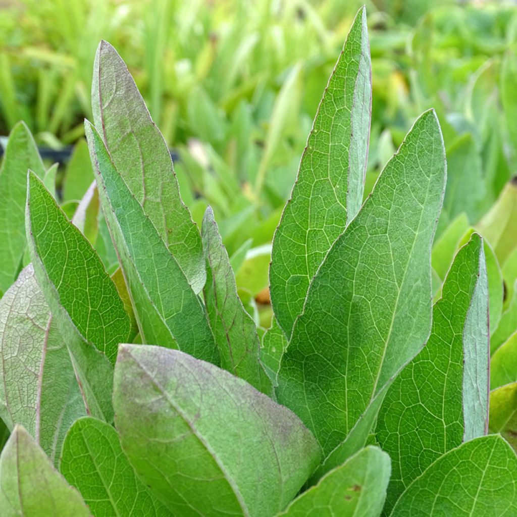 Rudbeckia occidentalis Green Wizard