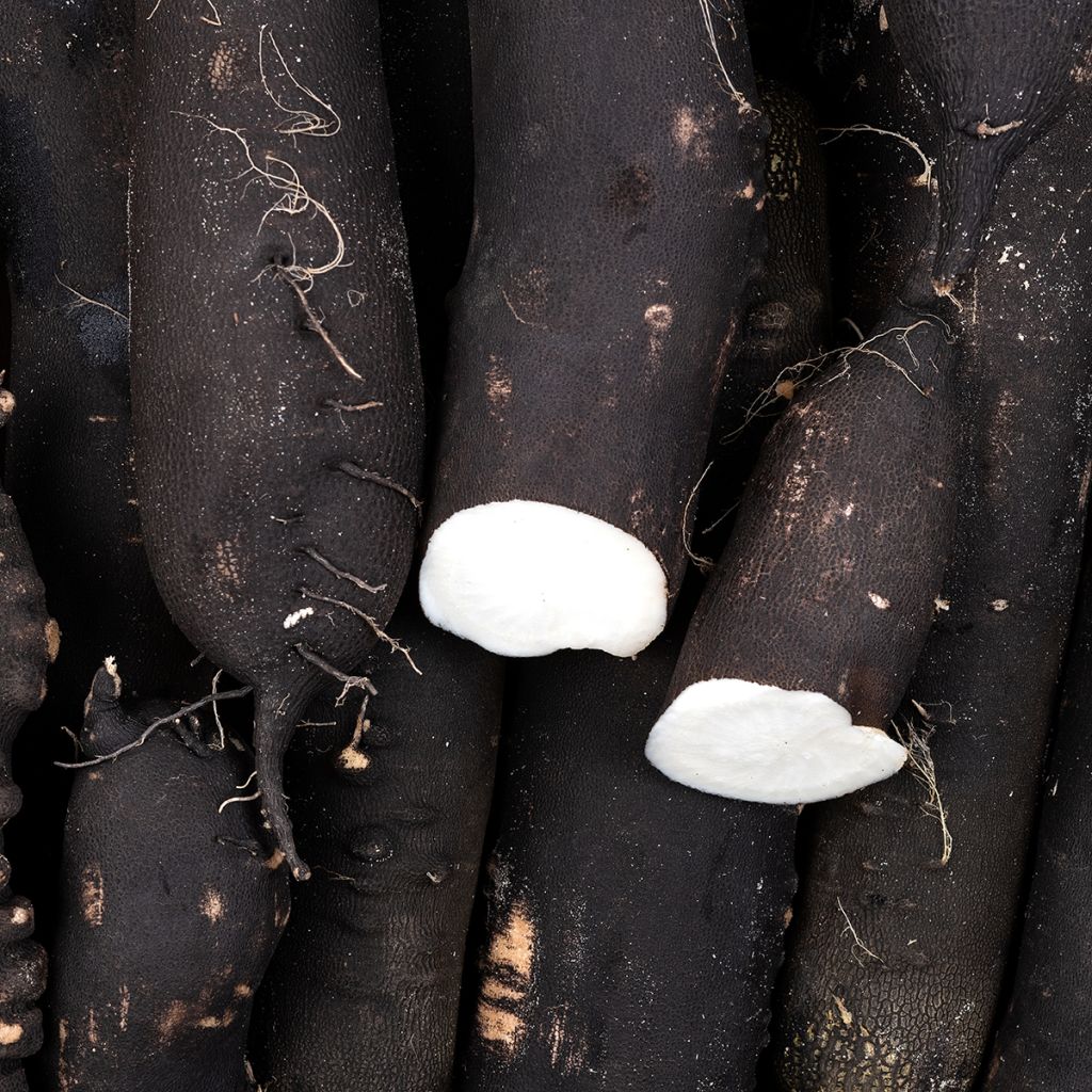 Radis Noir Gros long d'hiver de Paris - Raphanus sativus