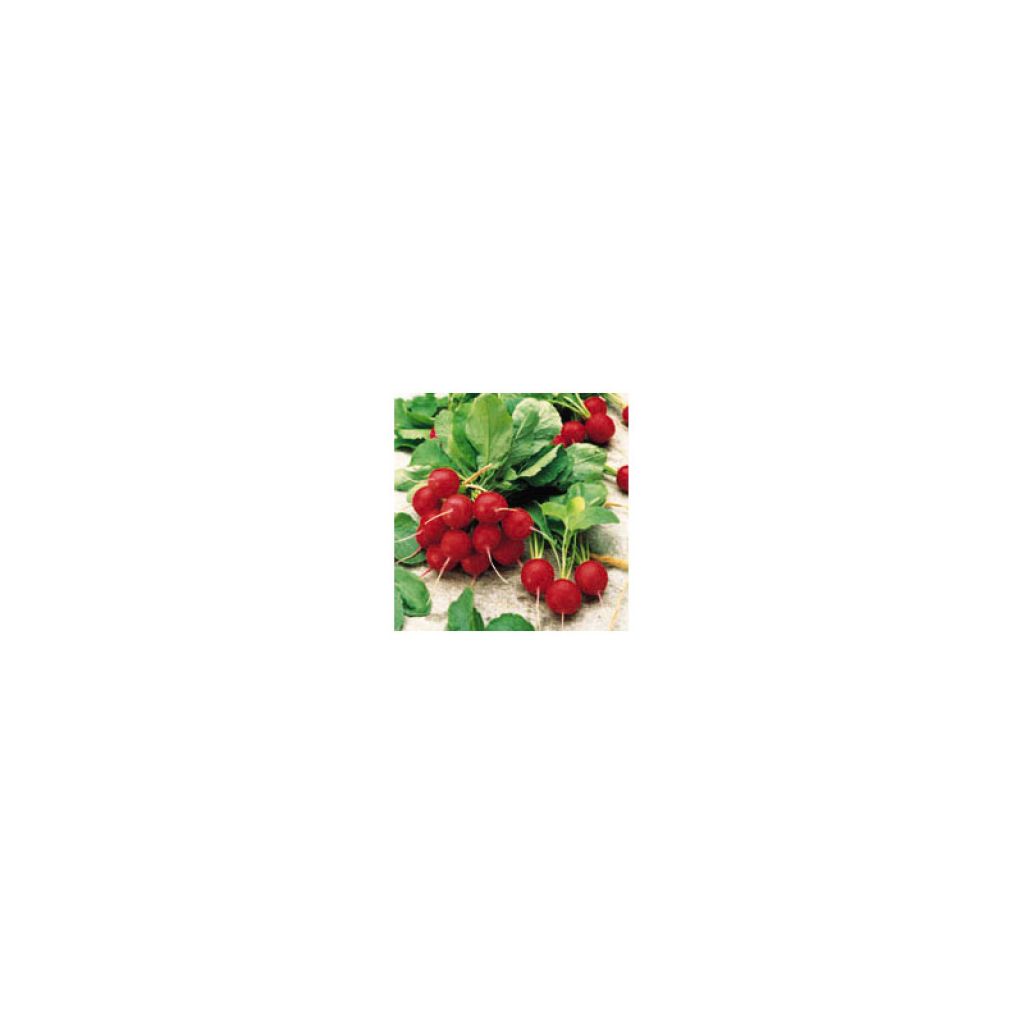 Radis Rond Jolly - Raphanus sativus var. sativus