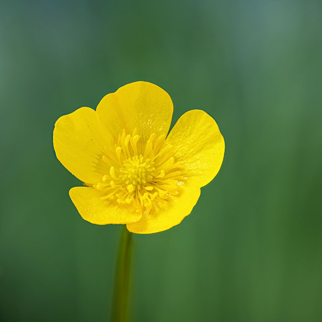 Ranunculus acris - Bouton d'or