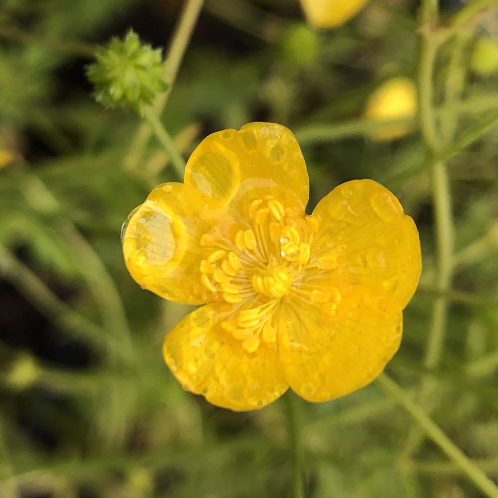 Ranunculus acris - Bouton d'or