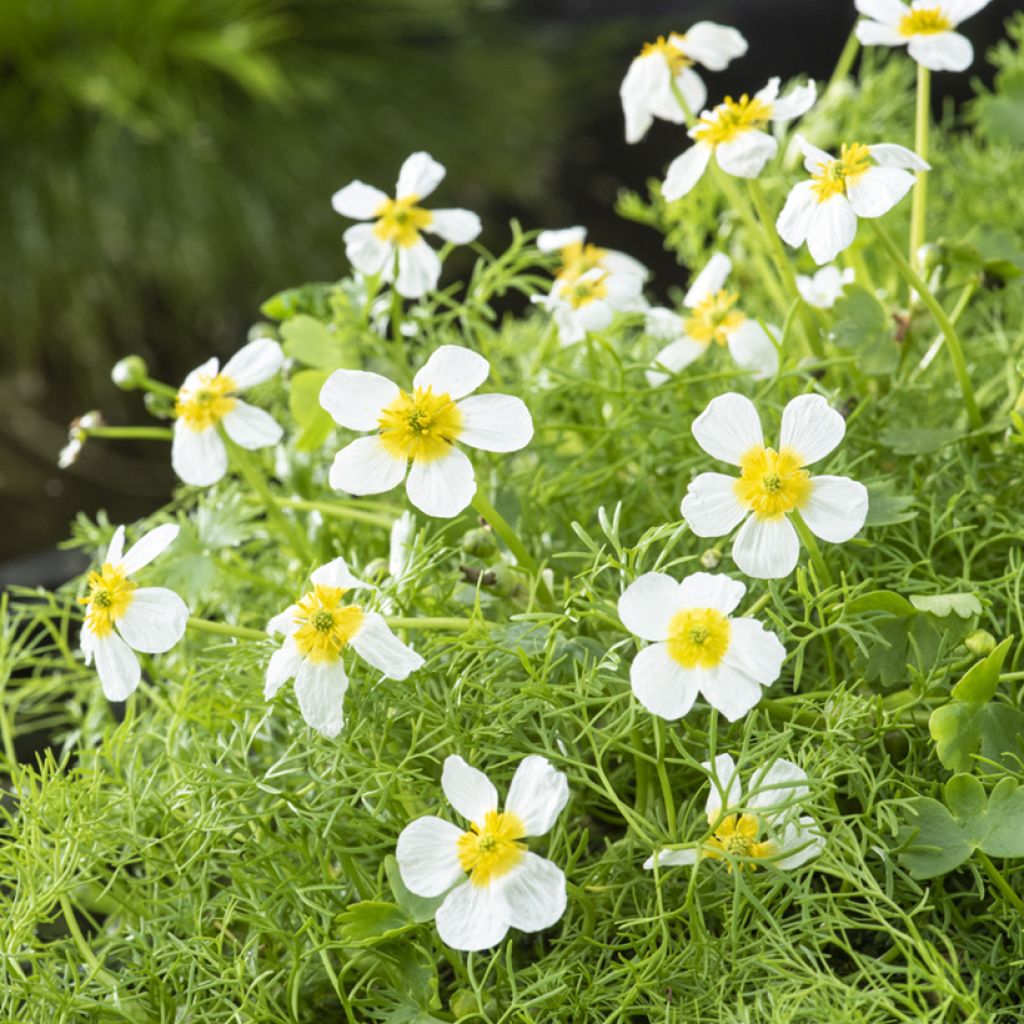 Ranunculus aquatilis - Renoncule aquatique