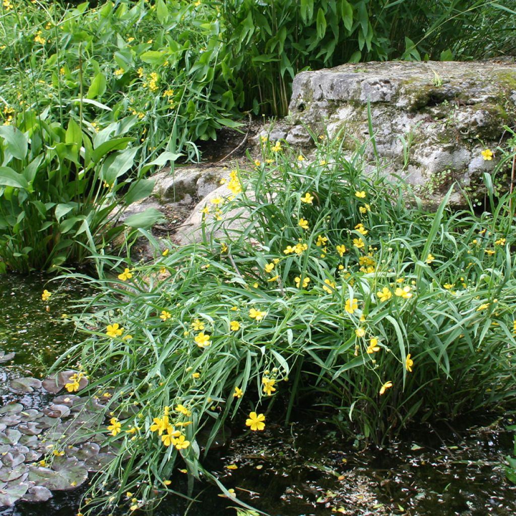 Ranunculus flammula - Renoncule flammette