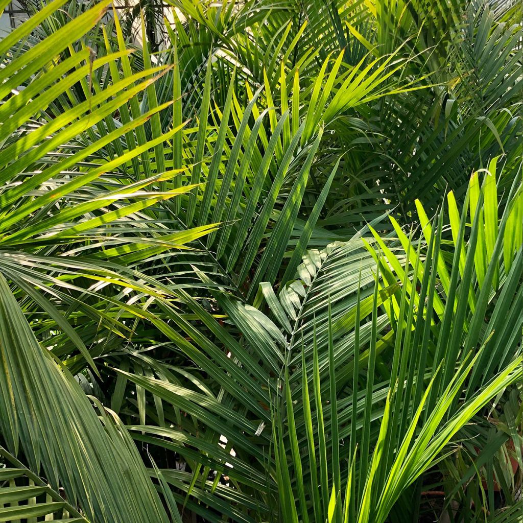 Ravenea rivularis - Palmier majestueux ou Ravénéa des berges