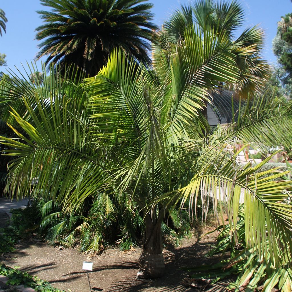 Ravenea rivularis - Palmier majestueux ou Ravénéa des berges