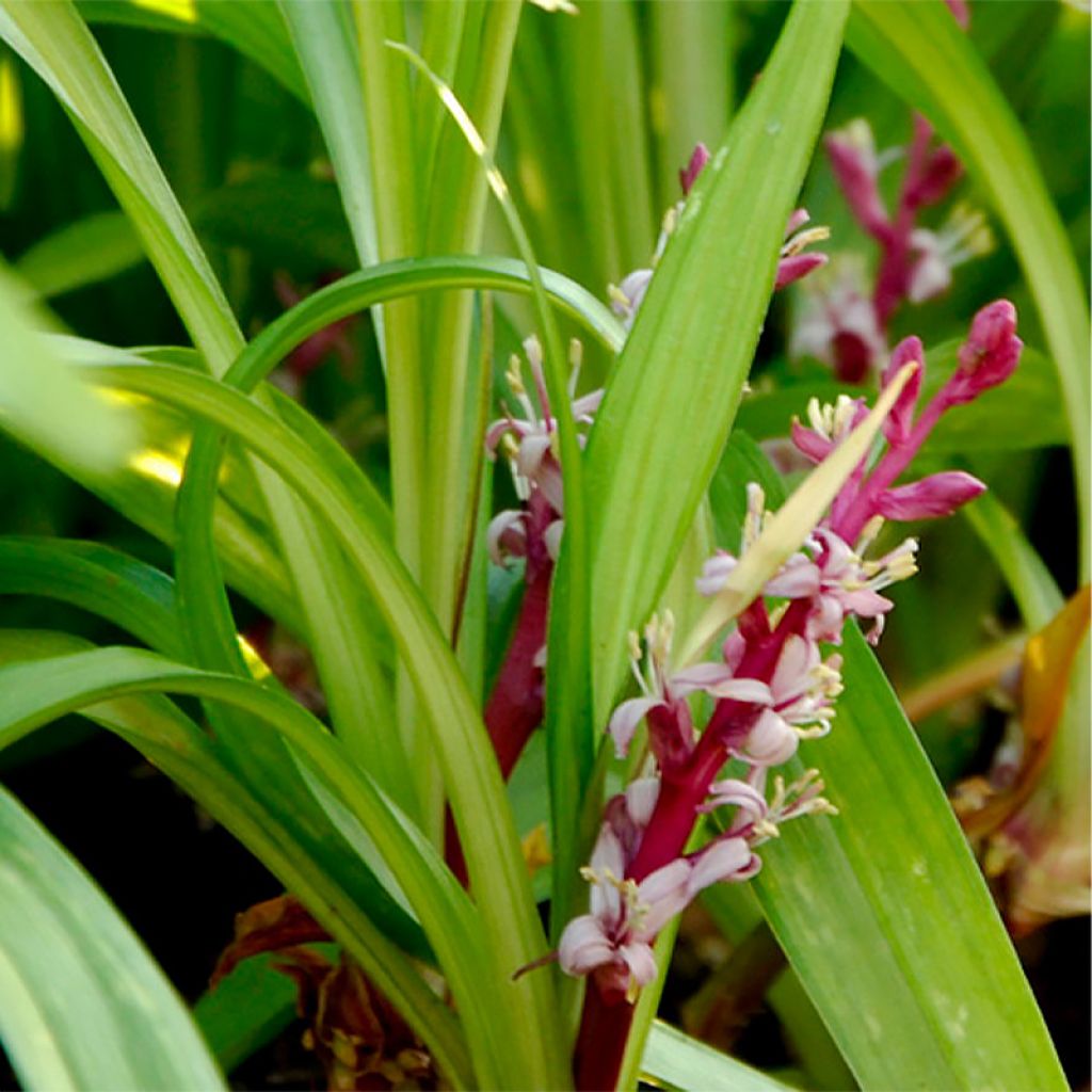 Reineckea carnea - Muguet de Chine, Muguet japonais