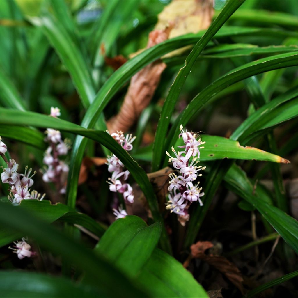 Reineckea carnea - Muguet de Chine, Muguet japonais