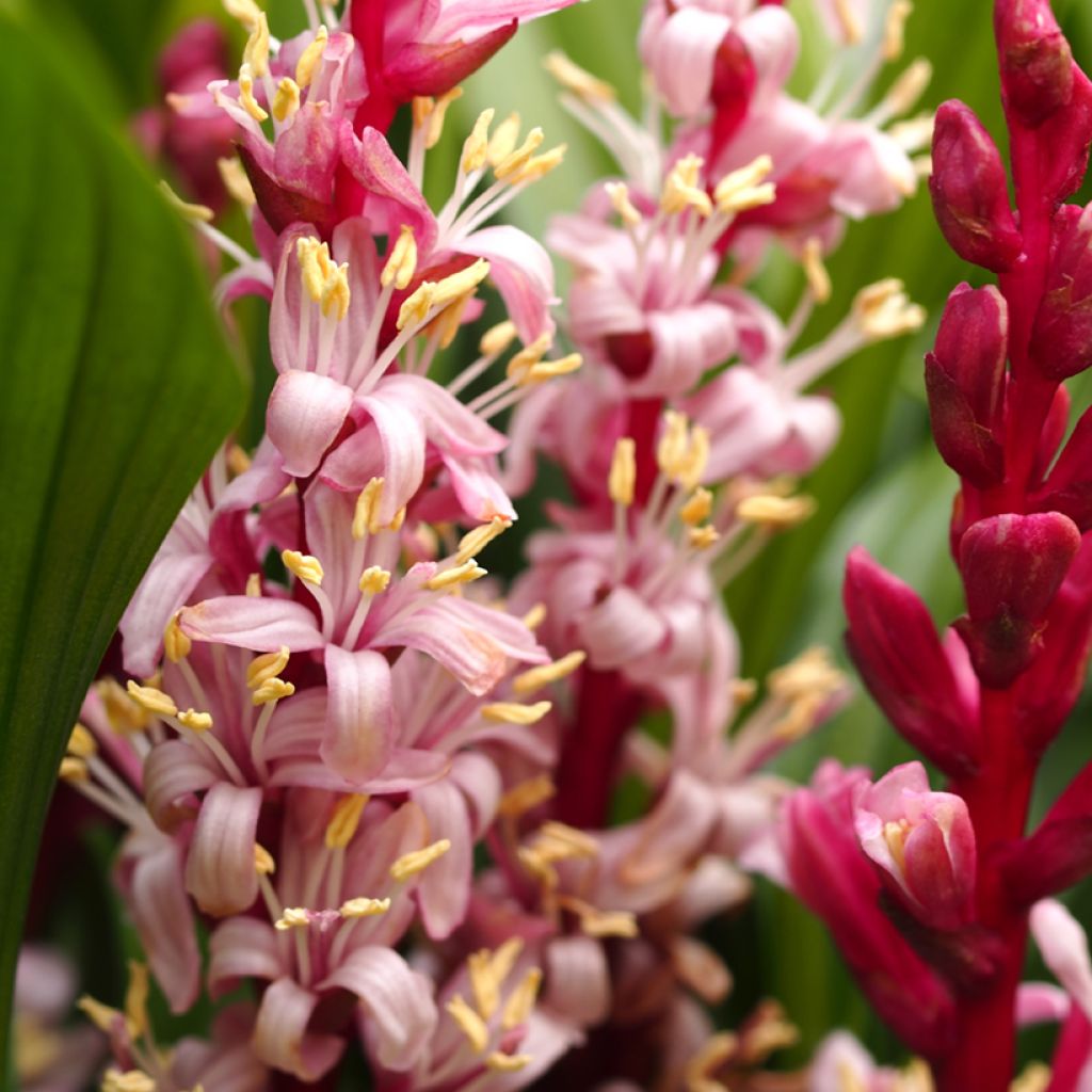 Reineckea carnea - Muguet de Chine, Muguet japonais