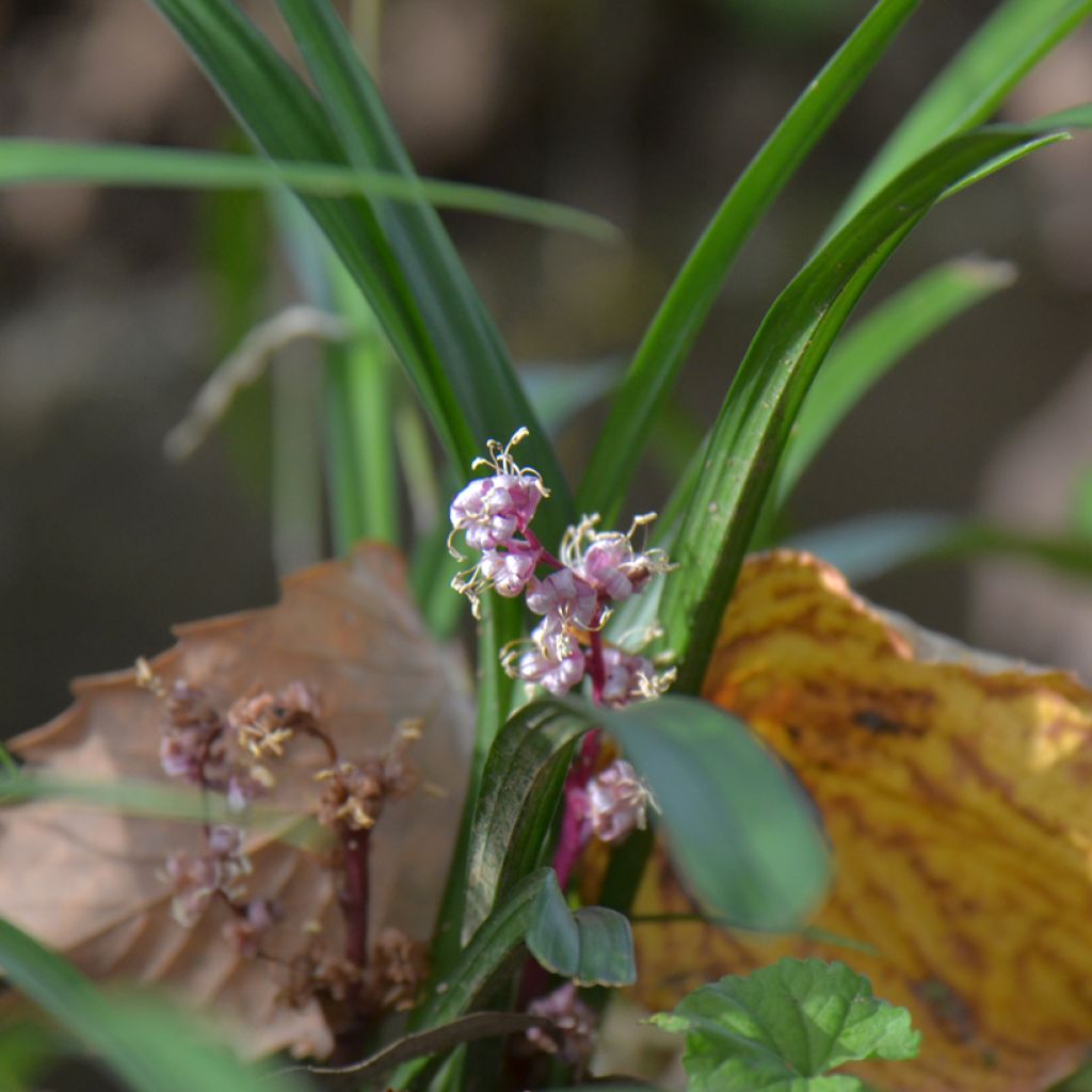 Reineckea carnea - Muguet de Chine, Muguet japonais