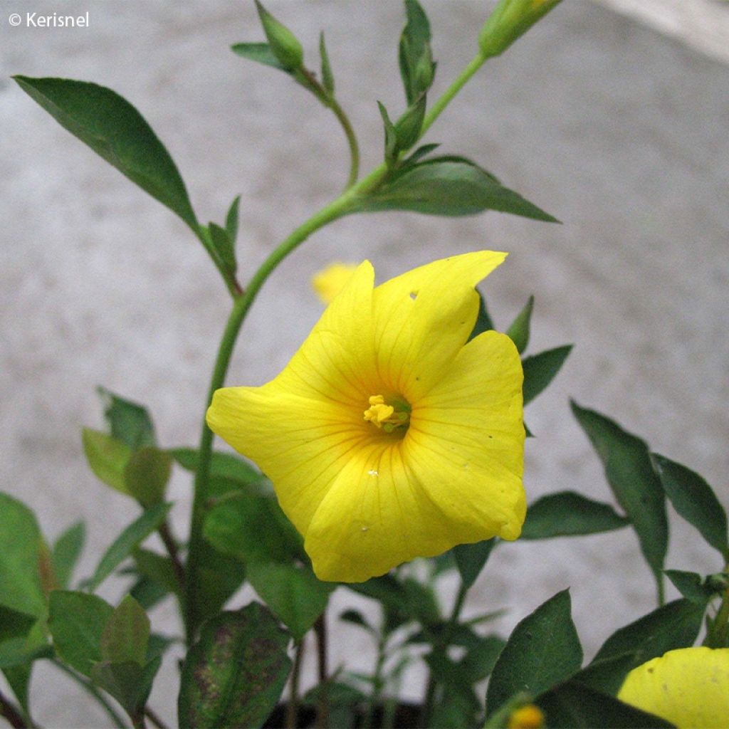 Reinwardtia indica - Lin jaune arbustif