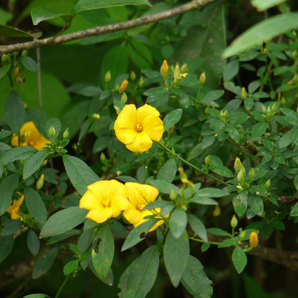 Reinwardtia indica - Lin jaune arbustif