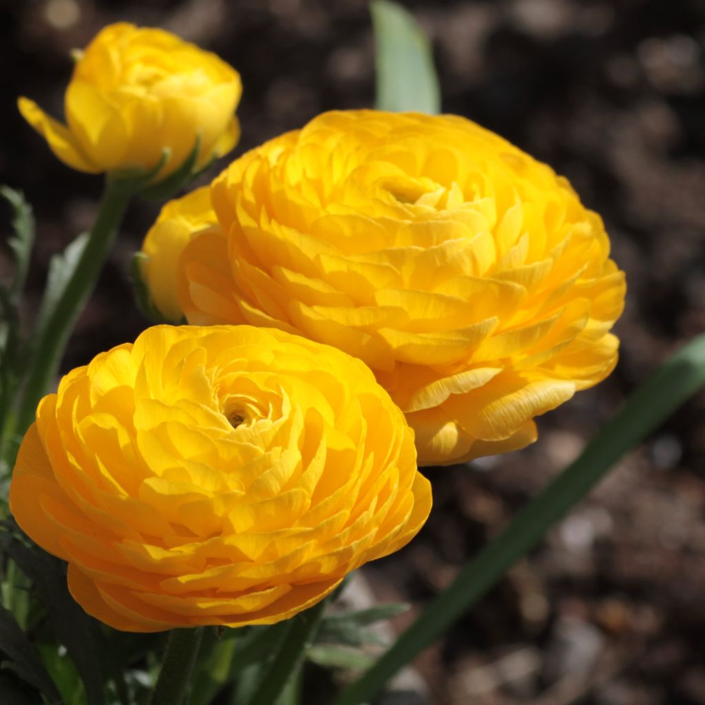 Renoncule fleur double jaune - Ranunculus asiaticus