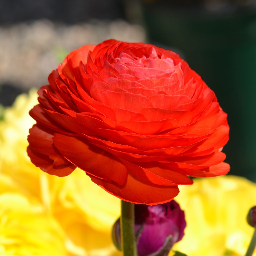 Renoncule fleur double rouge - Ranunculus asiaticus