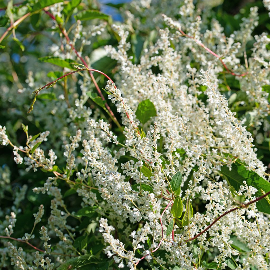 Renouée grimpante - Fallopia aubertii