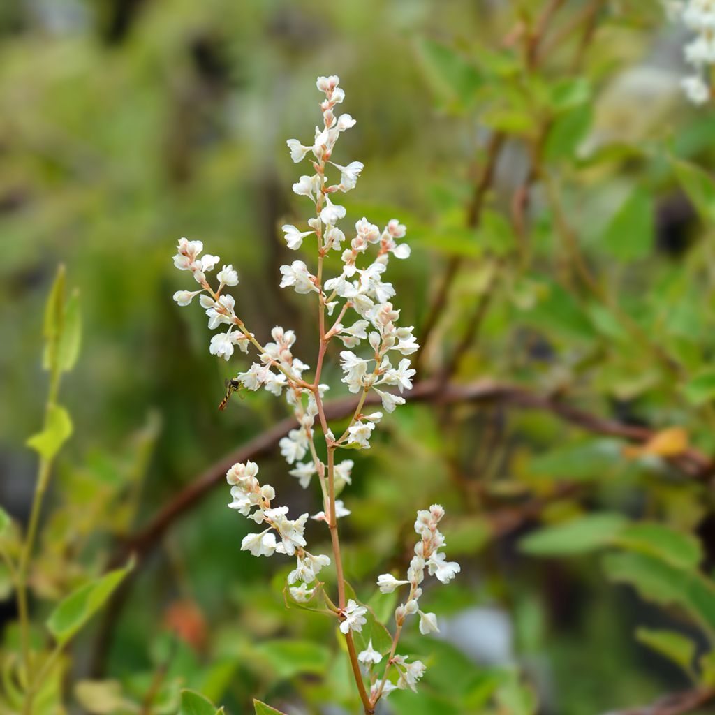 Renouée grimpante - Fallopia aubertii