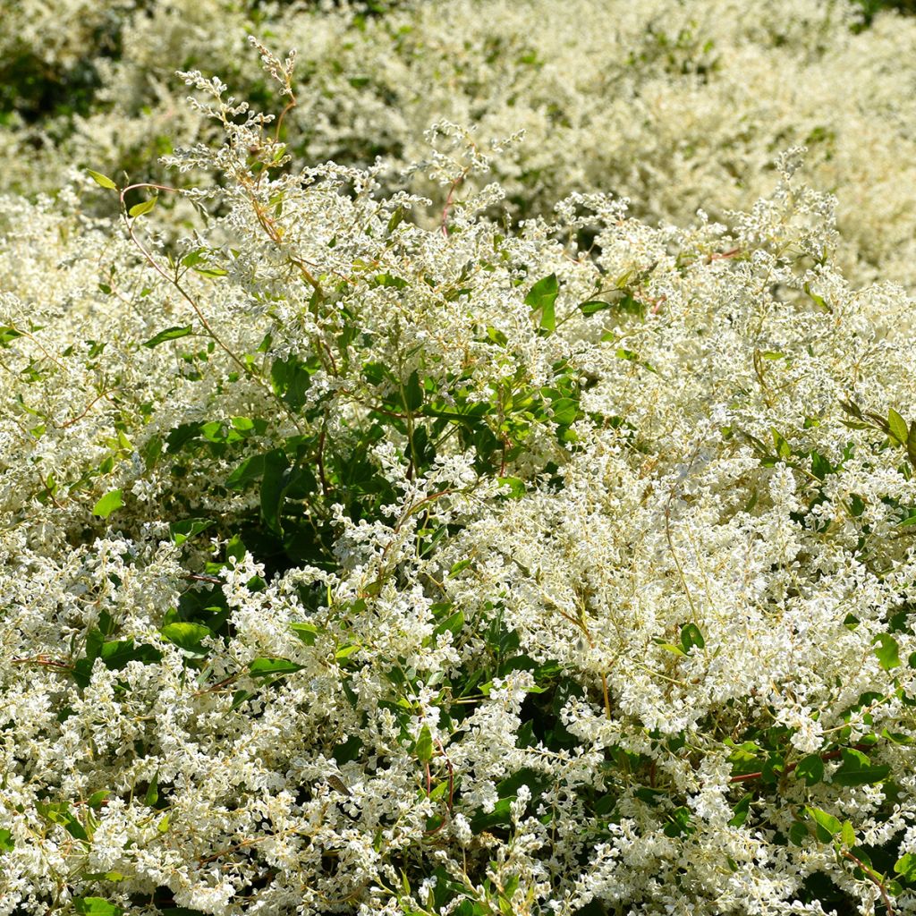 Renouée grimpante - Fallopia aubertii