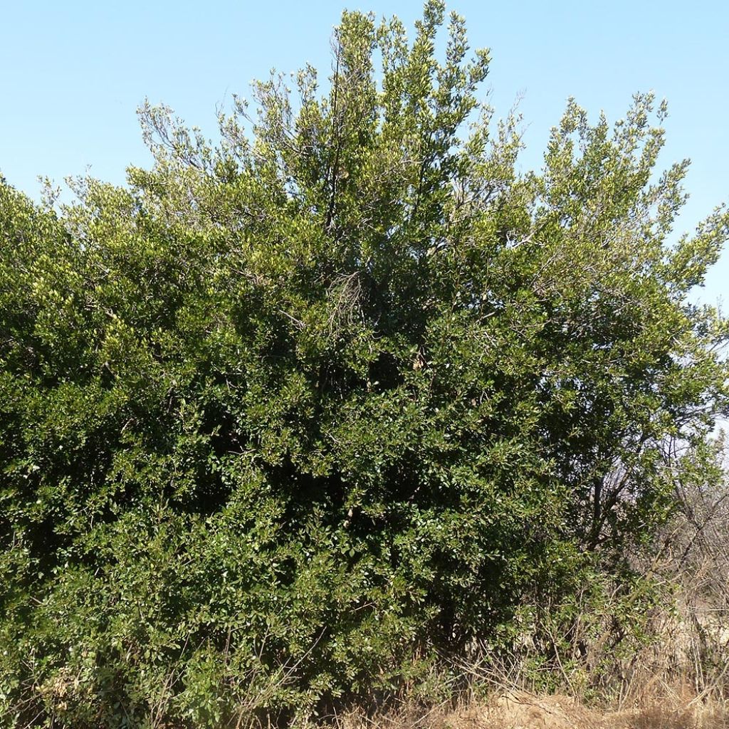 Rhamnus alaternus - Alaterne