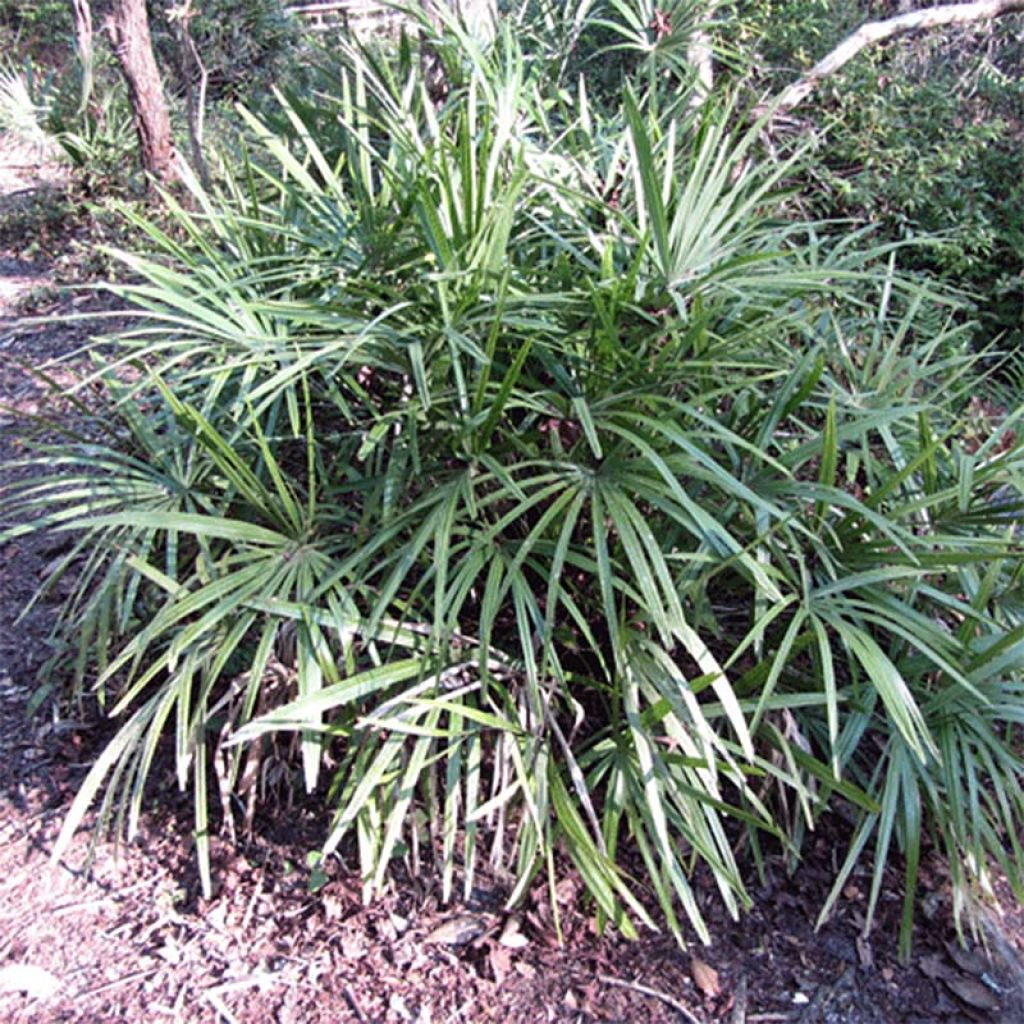 Rhapidophyllum hystrix - Palmier aiguille