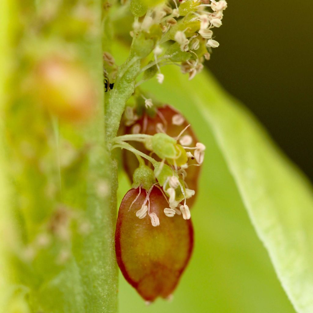 Rhubarbe décorative - Rheum alexandrae