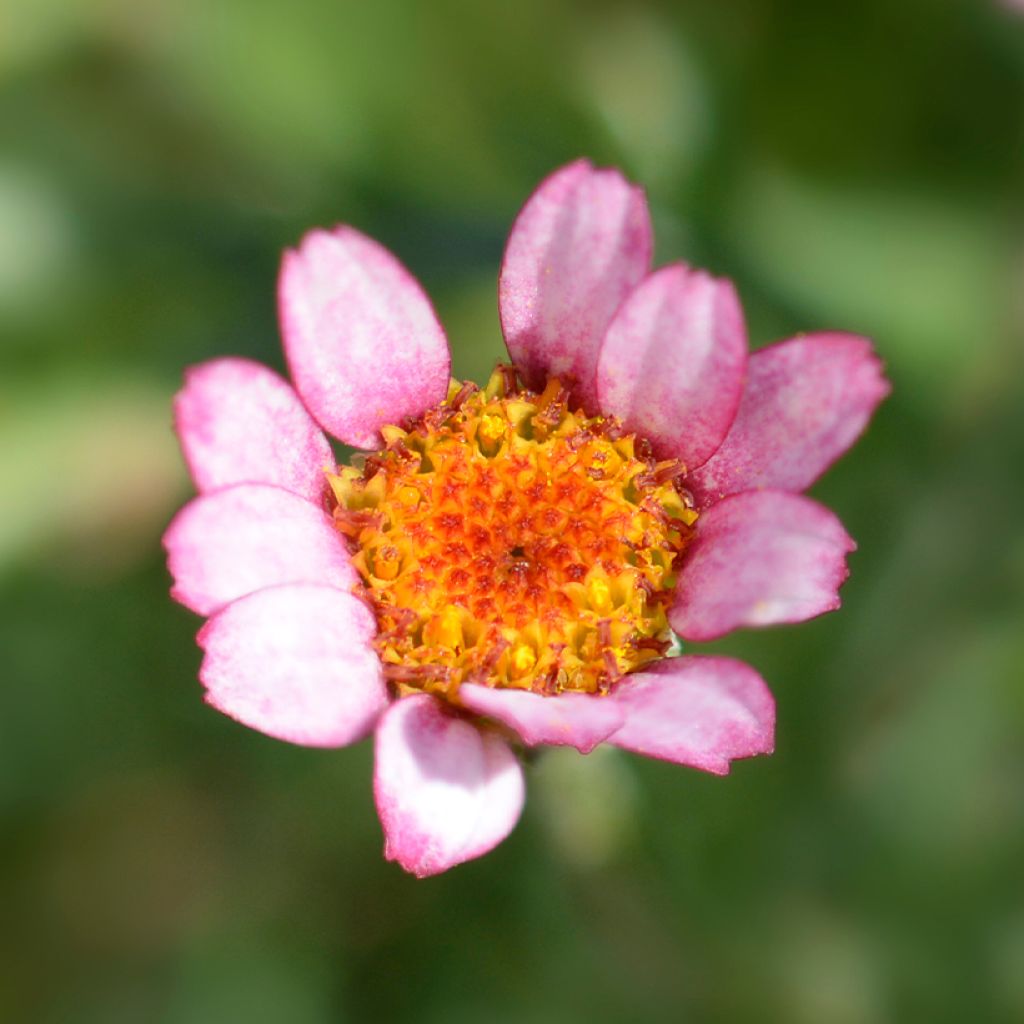 Rhodanthemum Marrakesh - Marguerite du Maroc hybride