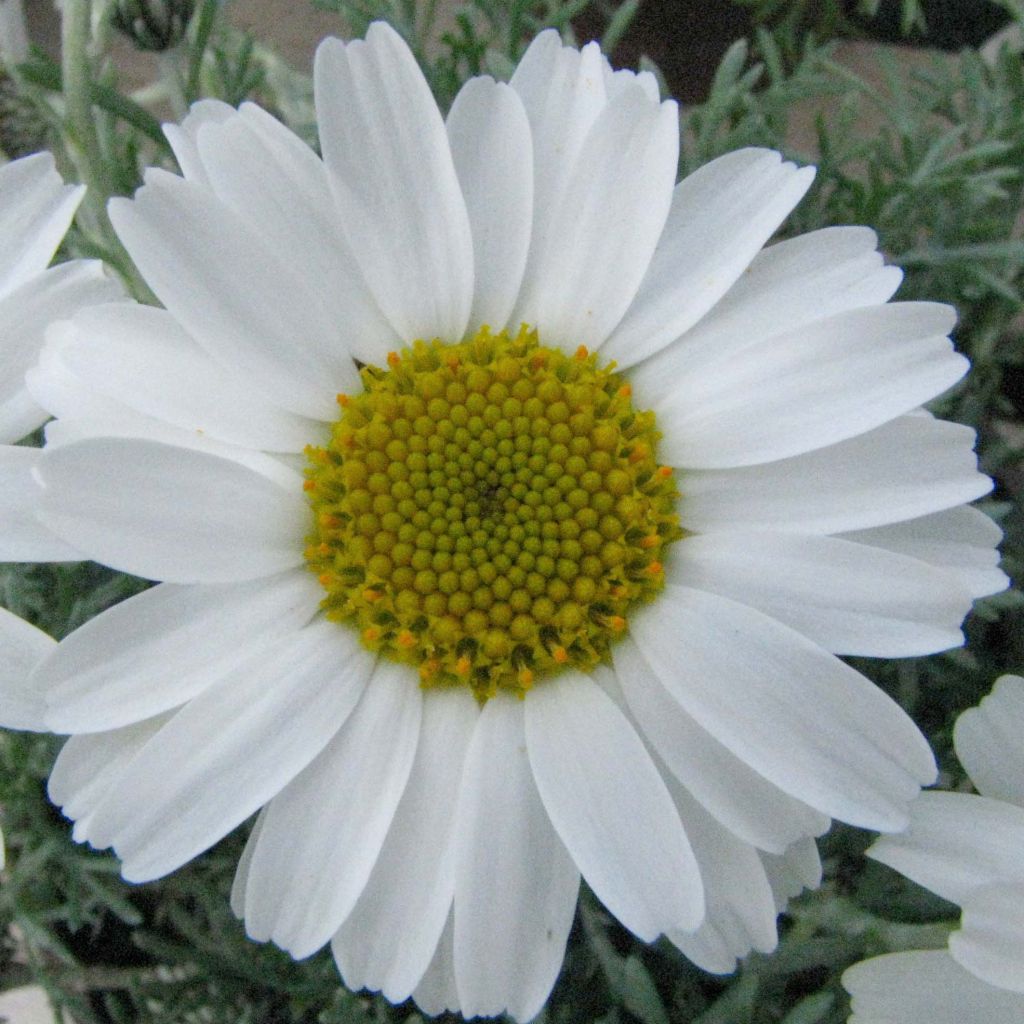 Marguerite du Maroc African Rose - Rhodanthemum hosmariense  Mini-motte