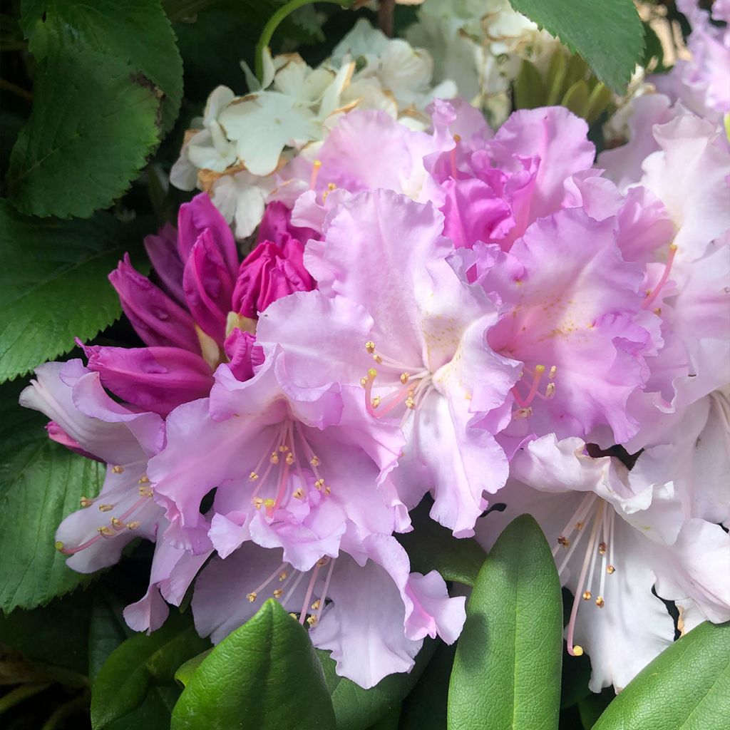 Rhododendron yakushimanum Caroline Allbrook - Rhododendron nain