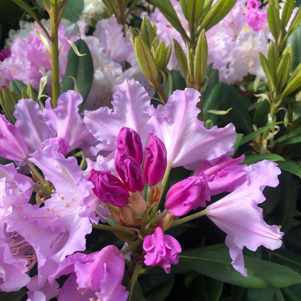 Rhododendron yakushimanum Caroline Allbrook - Rhododendron nain