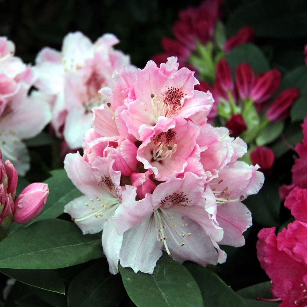 Rhododendron Albert Schweitzer - Grand Rhododendron