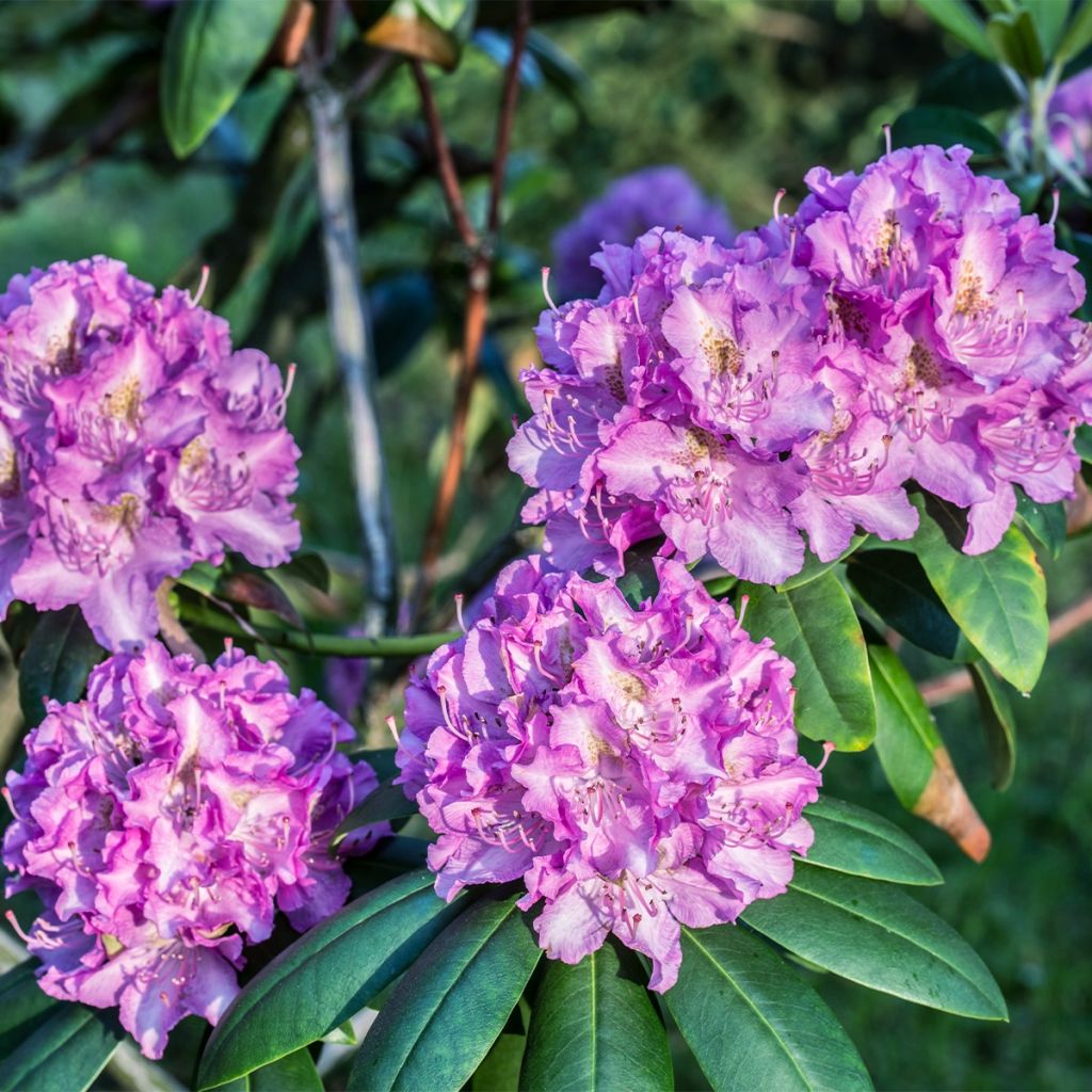 Rhododendron Alfred