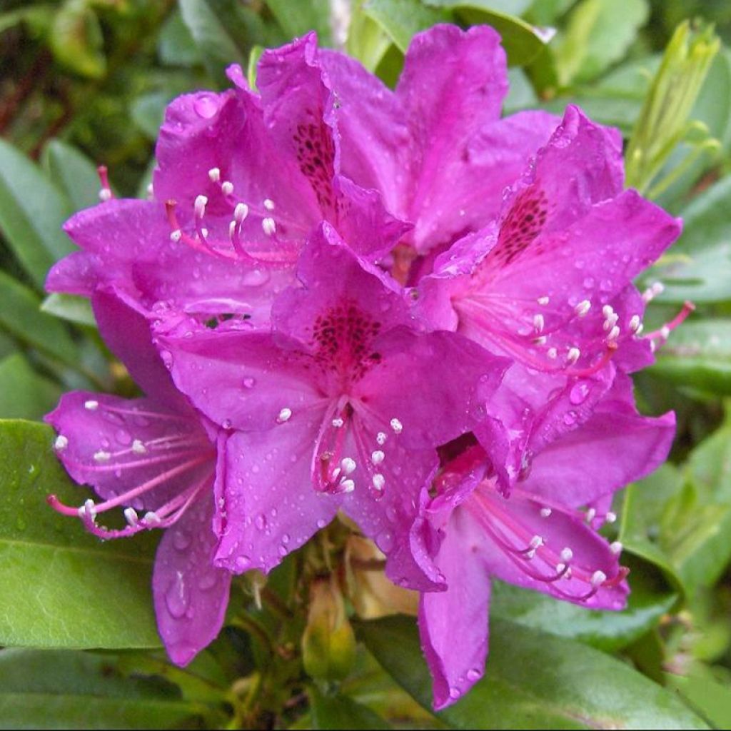 Rhododendron Anah Kruschke